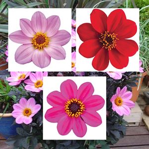 Bild von Ej Dahlia Divers